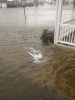 Hurricane-Sandy-Shark-In-New-Jersey-450x600.jpg