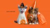 funny-cat-desktop-wallpaper-1366x768-halloween.jpg