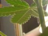 Bottom Of Leaf Large Plant.jpg