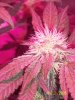 Aug4 2012 Bubba Danko day41 bud2.jpg