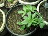 11-4-12 veg room 1.jpg