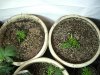 11-9-12 veg room 5 TGA mothers.jpg