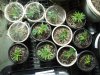 11-9-12 veg room 1 Acid and TGA extra.jpg