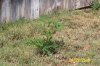 Picture 005.jpg