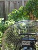 fan_on_Plants 003.jpg