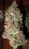 day57-bcs-harvest.jpg