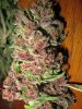 day57-bcs-harvest5.jpg