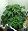 Blue Widow @ 38 Days.png