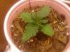 Week 2 Seedling.jpg