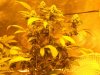 __TEMP__1329969939_65_CarameloxVortex&OG#18 002.jpg