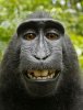 a-crested-black-macaque-smiles[1].jpg