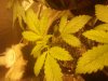 Angel blue 14 days 12'12fs.jpg