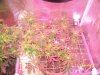 Scrog 21 029.jpg