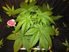day 37 from seed cOnkz party 002.jpg
