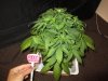 day 37 from seed cOnkz party 004.jpg