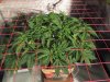day 37 from seed cOnkz party 006.jpg