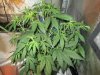 day 37 from seed cOnkz party 008.jpg