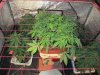 day 37 from seed cOnkz party 009.jpg