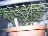 Scrog 24 005.jpg