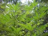 woodweed1.jpg