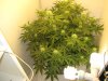 auto somango 42 days from seed 014.jpg