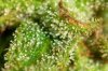 Flower 0812 iii - Trichs B.jpg