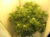 auto somango 42 days from seed 001.jpg