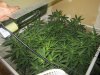 June 18, 2012 Afghan and Strawberry cough 057.jpg