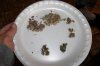 bubble hash 005 (800x533).jpg