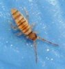 springtail durham 51308_small1.JPG