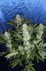 ch.ak x og 035.jpg