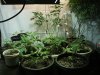 12-14-12 veg room 2.jpg