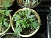 12-14-12 veg room 3 chernobyl mom.jpg