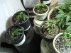 12-14-12 veg room 7 next gen cuts.jpg