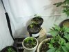 12-14-12 veg room 8 ice mom cuts and next gen.jpg