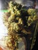 MD  bud + Fon 008.jpg