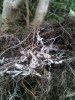 2398210d1352038111-mycorrhiza-fungi-why-you-should-mycelium.jpg