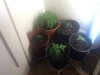 Closet Garden #1.jpg