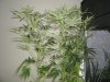 super cropping 8 days into flower 022.jpg