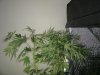 super cropping 8 days into flower 023.jpg