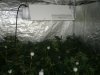 supercrop 8 days flower too 006.jpg