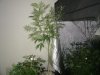 supercrop 8 days flower too 002.jpg