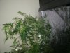 supercrop 8 days flower too 005.jpg