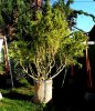 Malawi Gold outdoor grow in CA...current.jpg
