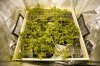 scrog_update2_01.jpg