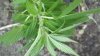 Plants 1.jpg