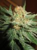 day48-bigredbud2.jpg