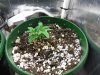 plant2day30 (1).jpg