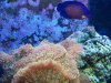 coralBeauty.jpg