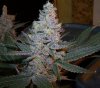 BlueWidow008_zpsbf69fc2c.jpg